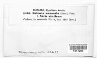 Merismodes anomala image